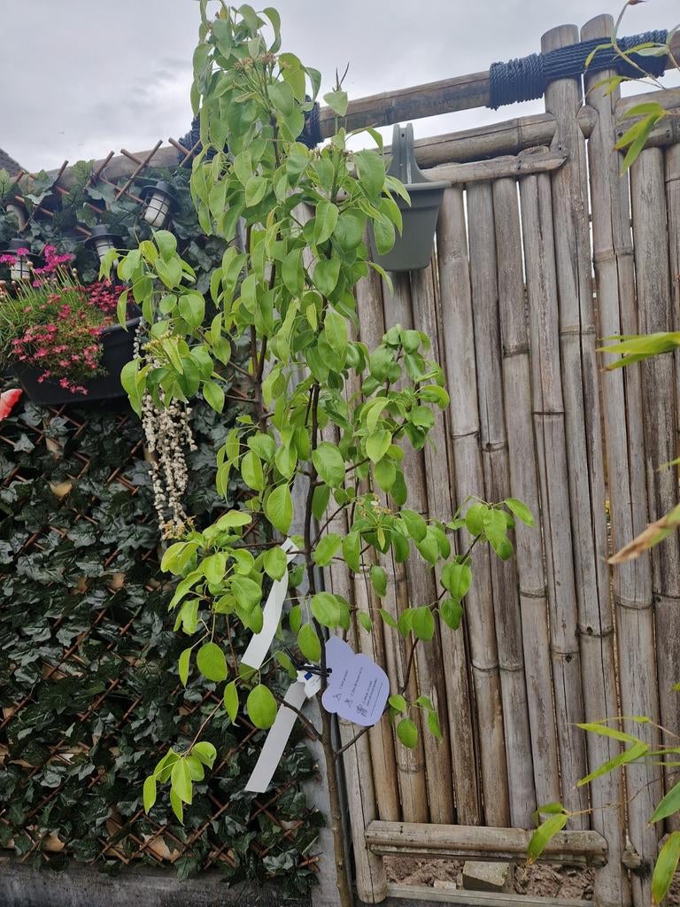 Perenboom, Ophalen, Volle zon, Overige soorten