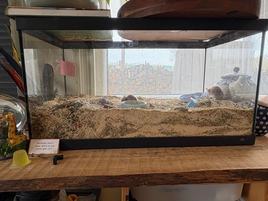 Twee fluweel muis vrouwtjes, Dieren en Toebehoren, Maart, Muis, Meerdere dieren, Tam