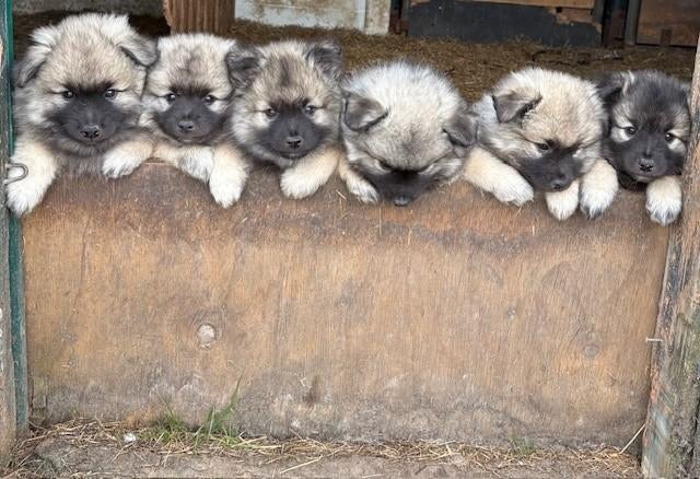 keeshond puppy's, Dieren en Toebehoren, Keeshond, Meerdere, Meerdere dieren, Nederland
