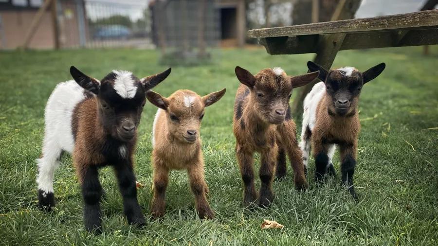 GEZOCHT: twee jonge dwerggeitjes / lammetjes /flessenlam, Dieren en Toebehoren, Vrouwelijk, Geit, 0 tot 2 jaar