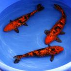 Kage Hi_Utsuri 37-44 cm Sansai, Dieren en Toebehoren, Karper of Koi