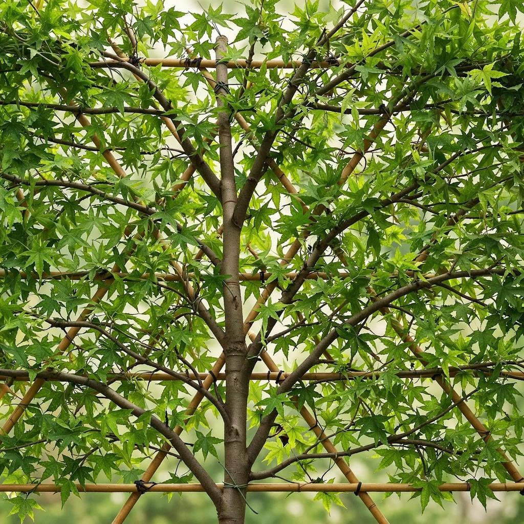 Liquidambar worplesdon| Leiamberboom | Amberboom leiboom, Tuin en Terras, Planten | Bomen, Ophalen of Verzenden, Zomer, Leiboom