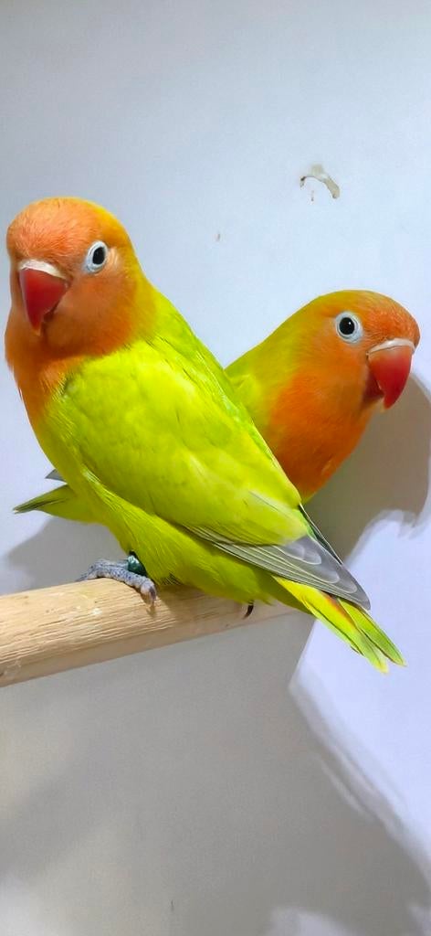 Groen dilute fischeri, Meerdere dieren, Dwergpapegaai of Agapornis, Geringd