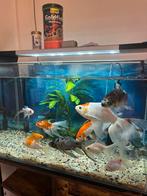 Vissen, Ophalen of Verzenden, Zo goed als nieuw