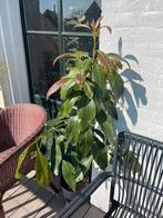 Twee avocado bomen, Ophalen, Volle zon, Vaste plant, Bloeit niet