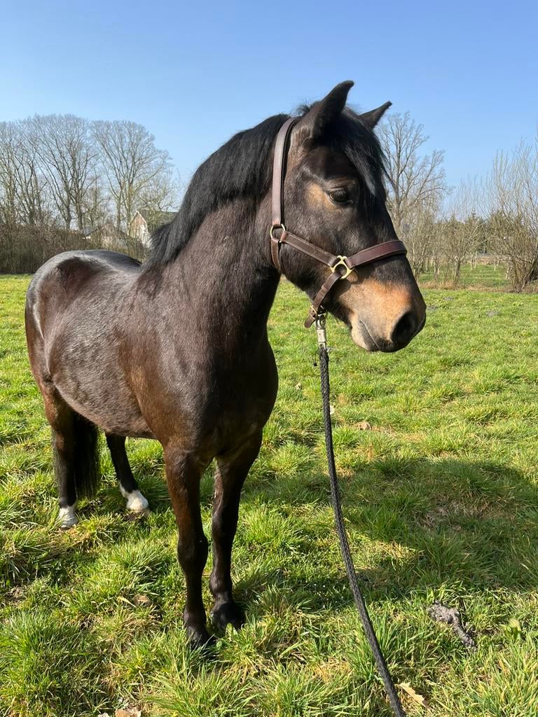 Te koop, zeer lieve 4 jarige New Forest ruin, Ruin, 3 tot 6 jaar