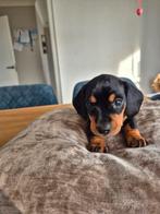 Prachtige teckelpups Black & Tan – Dwerg x Kaninchen, Dieren en Toebehoren, 8 tot 15 weken, Korthaar, Dwerg, Meerdere