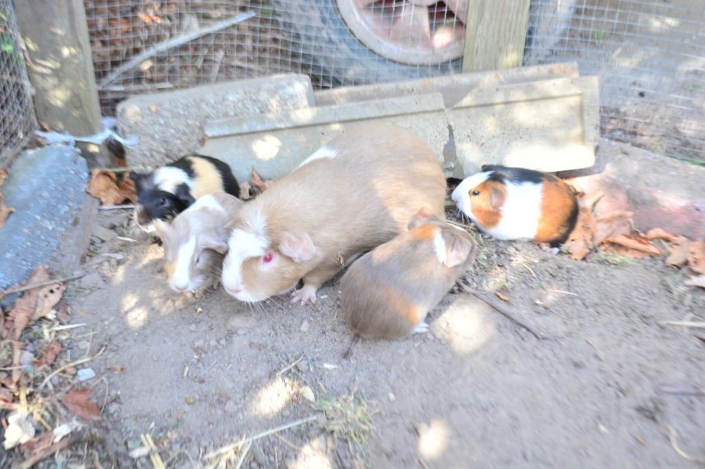 Cavia's te koop, Dieren en Toebehoren, Knaagdieren, Meerdere dieren, Tam, Maart, Cavia