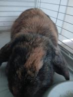 Konijn, Vrouwelijk, Hangoor, 0 tot 2 jaar