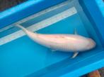 Witte koi, Dieren en Toebehoren, Vissen | Vijvervissen, Karper of Koi