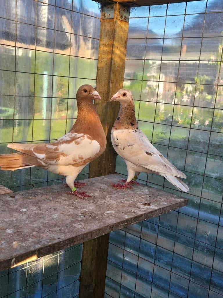 Almond postduiven duiven te koop, Dieren en Toebehoren, Vogels | Duiven, Meerdere dieren, Postduif