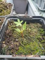 Lupine, Tuin en Terras, Planten | Tuinplanten, Volle zon, Eenjarig, Zomer, Ophalen