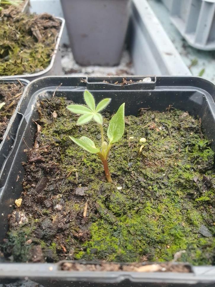 Lupine, Tuin en Terras, Planten | Tuinplanten, Eenjarig, Overige soorten, Volle zon, Zomer, Ophalen