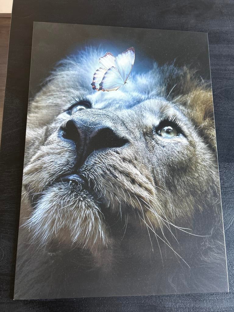 Displate Aluminium Plaat Leeuw met Vlinder - 67x48 cm, Ophalen of Verzenden