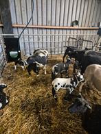 Schapen stellen Hollandse, Dieren en Toebehoren, Meerdere dieren, Schaap