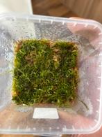 Terrarium mos stringy mos, Ophalen of Verzenden, Minder dan 100 cm
