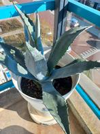 Te koop mooie blauwe agave uit Griekenland zonder pot, Ophalen, Bloeit niet, Overige soorten, Volle zon