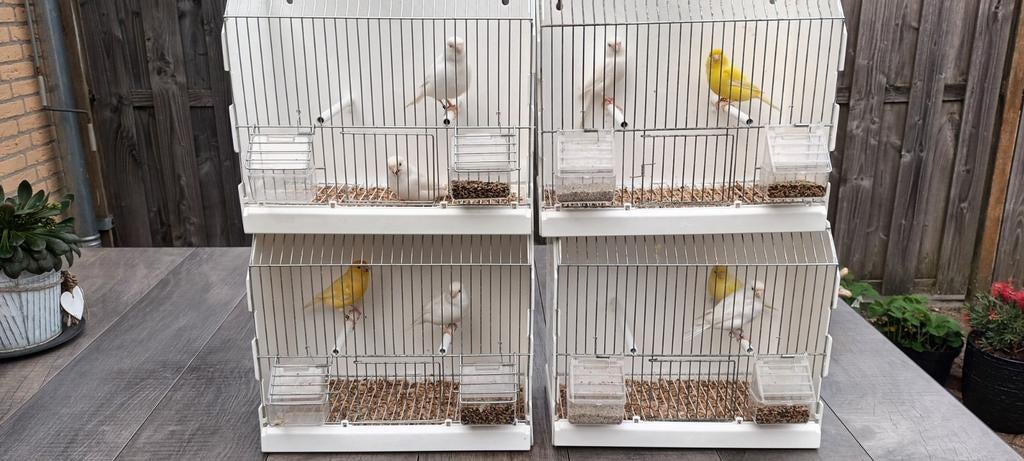 Recessief wit en geel  split  voor wit, Dieren en Toebehoren, Vogels | Kanaries, Meerdere dieren, Kleurkanarie