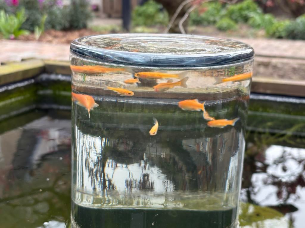 Vrolijke jonge Goudelritsen te koop., Dieren en Toebehoren, Overige soorten