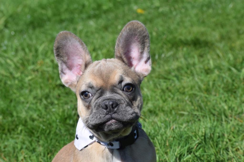 Franse bulldog pups, 15 weken tot 1 jaar, Buitenland, Parvo, Bulldog