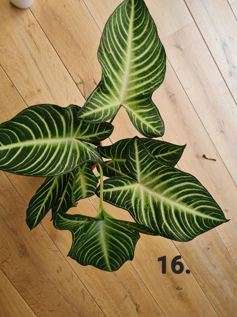 Caladium lindenii, konijnenhoofd plant, kamerplant, Huis en Inrichting, Kamerplanten, Ophalen of Verzenden, Halfschaduw, Minder dan 100 cm