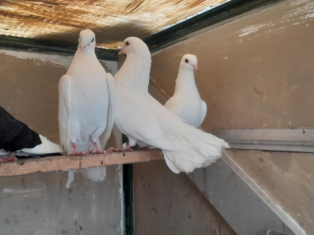 Mooie witte boeren pauwstaarten, Dieren en Toebehoren, Vogels | Duiven, Meerdere dieren, Overige soorten