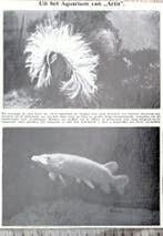 Artis 1929; zee-anemoon en albino- of zilversnoek, Verzenden, Voor 1940, Gebruikt, Dier