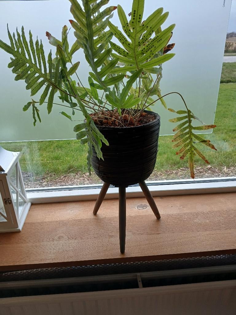 Plantenpot, Kunststof, Rond, Binnen, Zo goed als nieuw