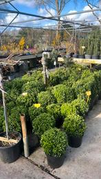 10 maten Euonymus Green Spire met veel planten in één pot, Ophalen, Minder dan 100 cm