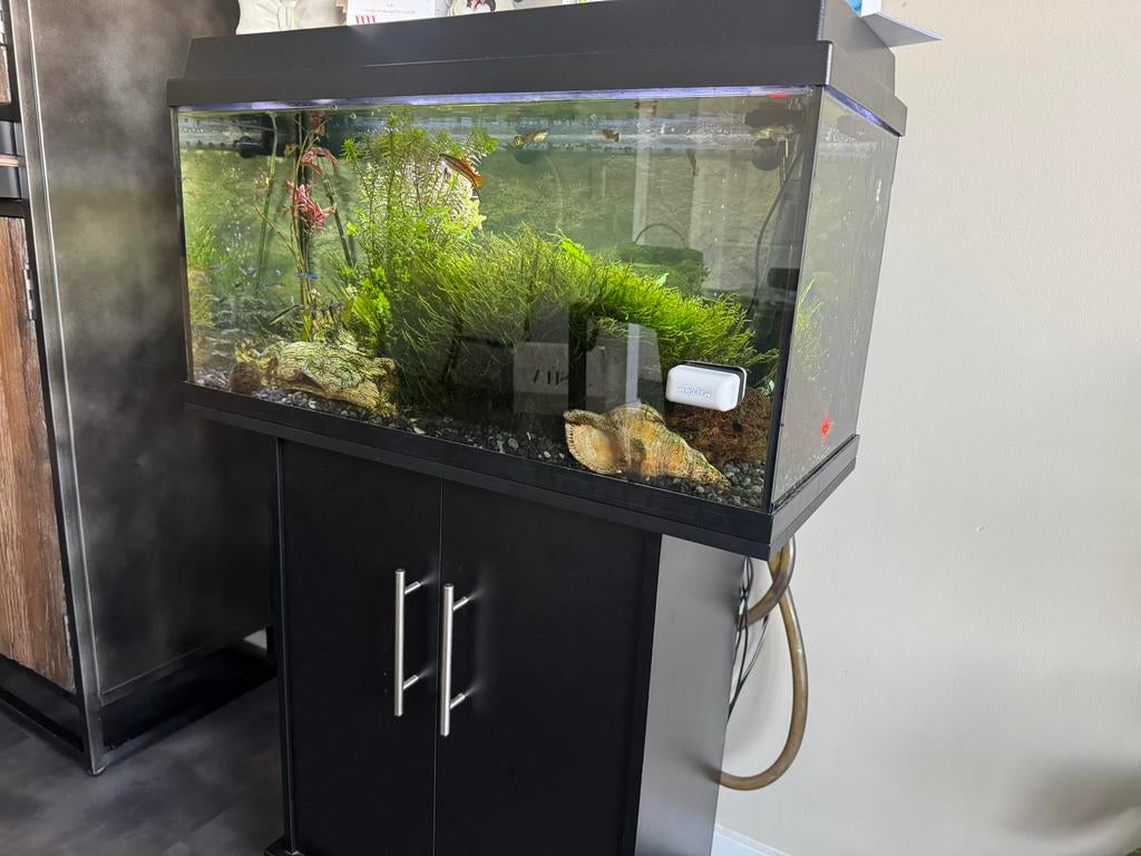 Aquarium Juwel 80 x 40 x 35 cm, Dieren en Toebehoren, Ophalen, Gebruikt, Gevuld zoetwateraquarium
