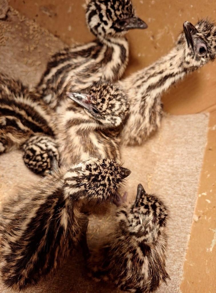 Emoe kuikens, Dieren en Toebehoren, Pluimvee, Meerdere dieren, Overige soorten