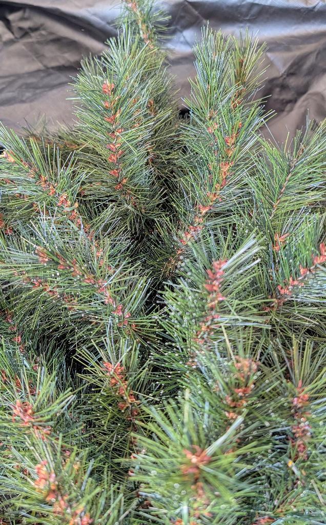 Luxe Intratuin Metta Kunstkerstboom - 215cm (910 LED's), Diversen, Kerst, Zo goed als nieuw, Ophalen