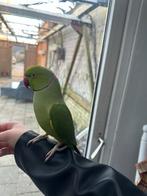 Voor onze lieve Kiwi zijn we op zoek naar een nieuwe huisje, Mannelijk, Parkiet, Pratend