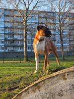 Jonge boxer reu met fci stamboom, Dieren en Toebehoren, Particulier, 15 weken tot 1 jaar, Reu, Buitenland