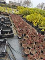 Pioen rozen grote 5 liter pot lopen volop uit nu 7,95, Vaste plant, Halfschaduw, Zomer, Ophalen