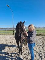 Mooie 3 jarige merrie van de hengst Spielberg., Dieren en Toebehoren, Paarden, Merrie, Met stamboom, Dressuurpaard, 3 tot 6 jaar