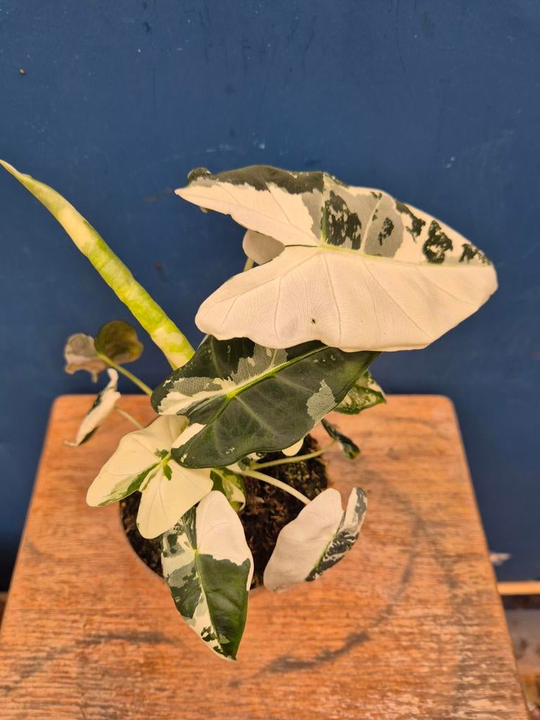 Alocasia Frydek Variegata p11 (4)