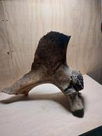 Fragment heupbot mammoet, Ophalen