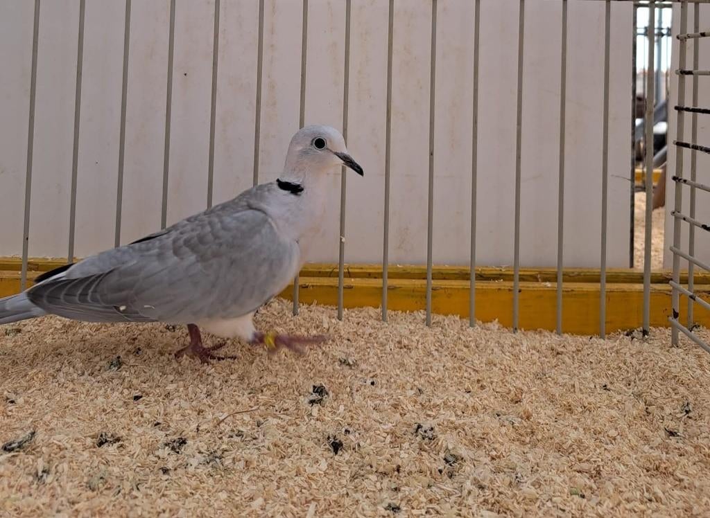 Mooie Lachduifjes, Dieren en Toebehoren, Vogels | Duiven, Meerdere dieren, Tortelduif