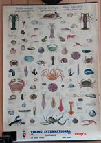 Educatieve poster Eetbare Schaaldieren en Weekdieren., Ophalen, Gebruikt, Rechthoekig Staand, Dier of Natuur