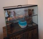 Glazen gerbilkooi van Queenies (75x40x50), Dieren en Toebehoren, Knaagdieren en Konijnen | Hokken en Kooien, Ophalen, Kooi, Minder dan 60 cm