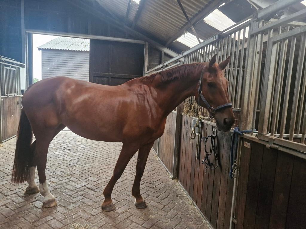 10 jarige merrie, Merrie