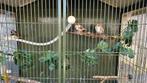 3 zebravinken man, Dieren en Toebehoren, Vogels | Overige Vogels, Mannelijk