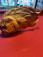 Piranha Venezuela, Ophalen, Beeldje of Figuurtje