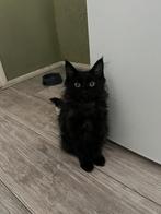 prachtige main coon, Dieren en Toebehoren, Poes, Ontwormd, 0 tot 2 jaar