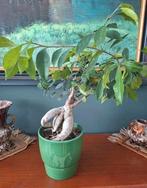 Ficus bonsai plant in groene pot, Ophalen, Ficus, Halfschaduw, In pot