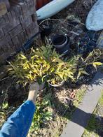 Bamboe, Tuin en Terras, Planten | Tuinplanten, Ophalen