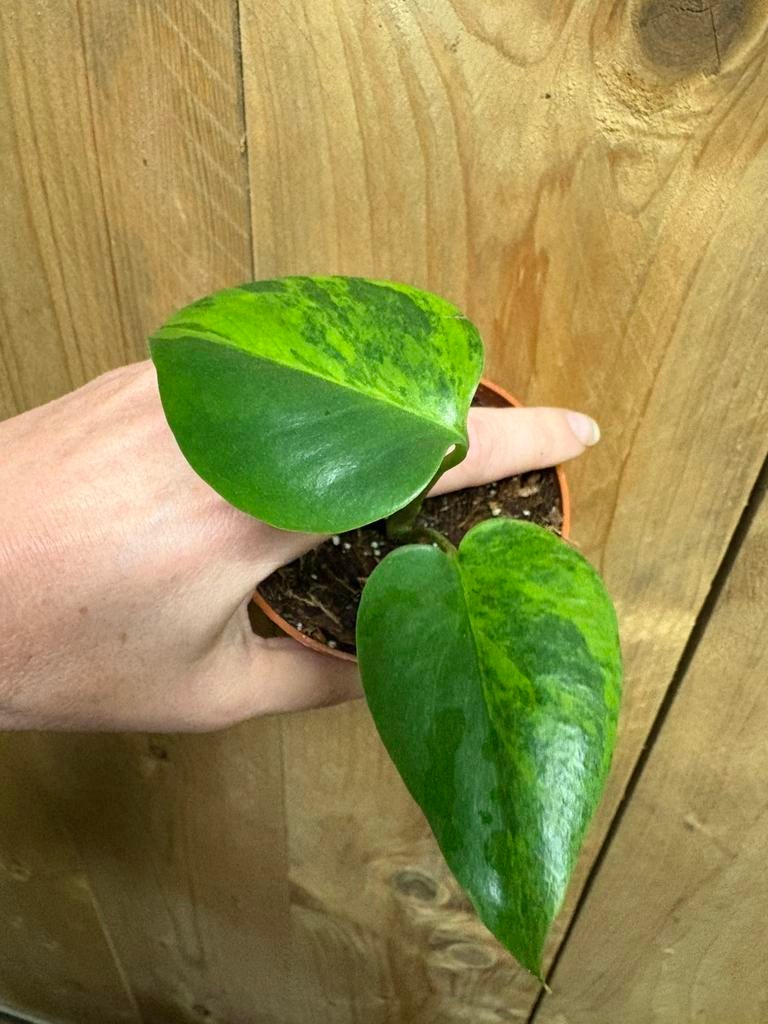 Monstera deliciosa variegata plant aurea yellow halfmoon, Huis en Inrichting, Kamerplanten, Ophalen of Verzenden, Halfschaduw