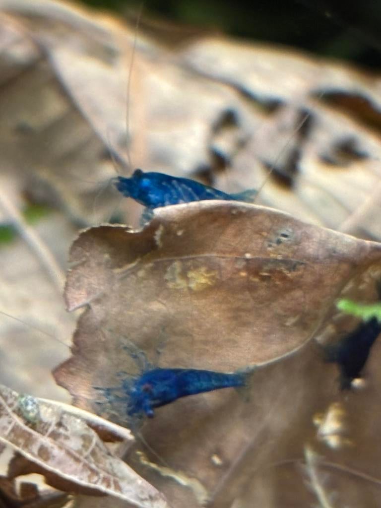 Garnaal blue dream, Kreeft, Krab of Garnaal