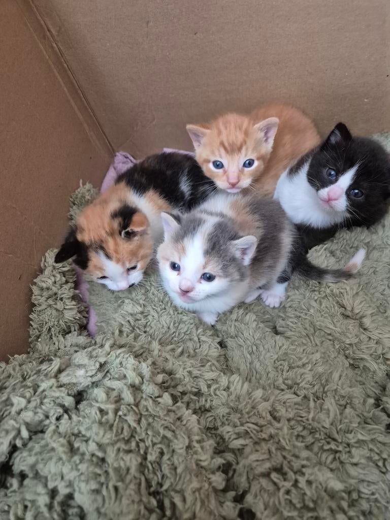 Lieve kittens zoeken een nieuw thuis! 
Wij hebben een nes, Dieren en Toebehoren, Katten en Kittens | Overige Katten, Meerdere dieren